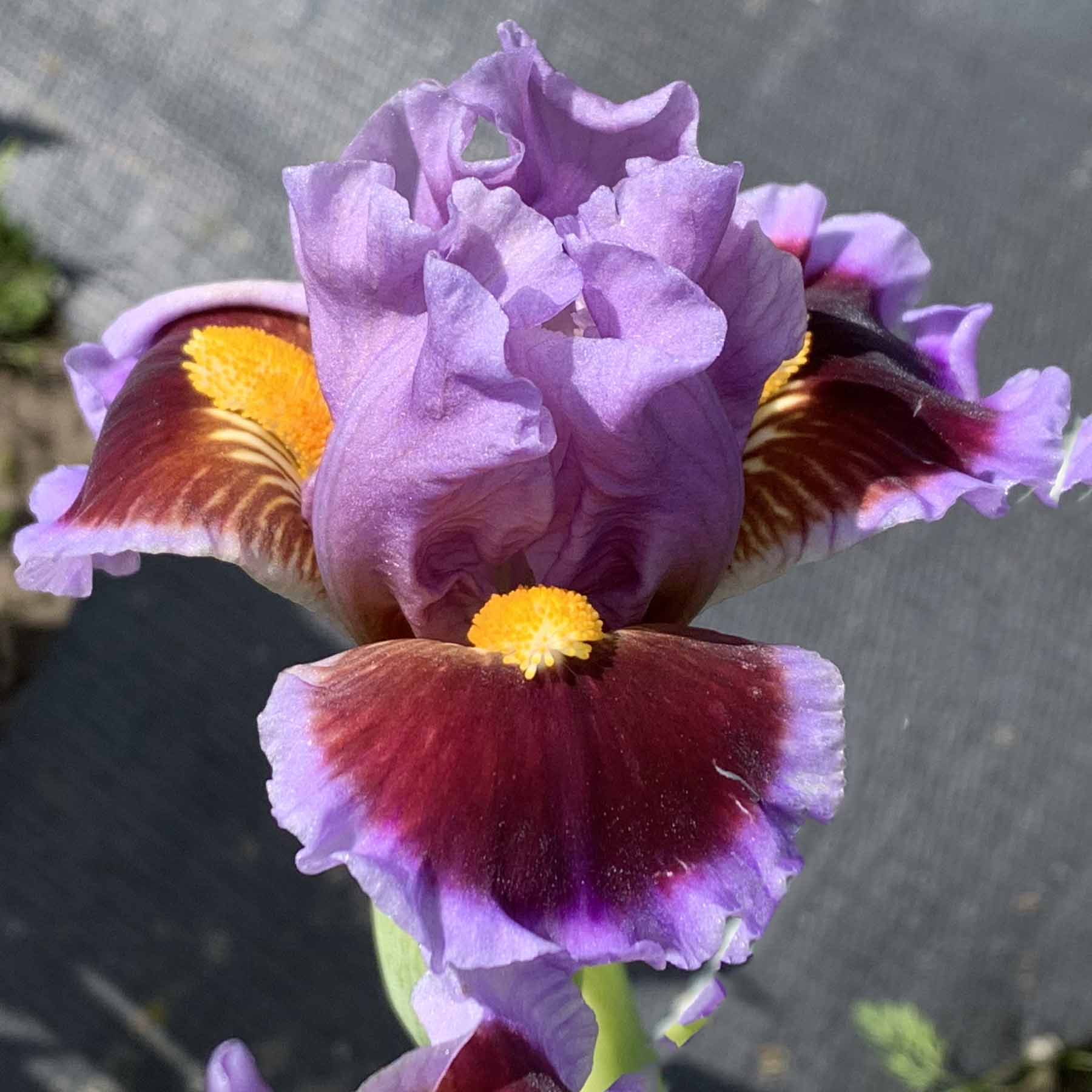 CAPTIVATING ONE .jpg